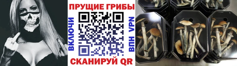 Купить  Сусуман  Псилоцибиновые грибы Psilocybe 